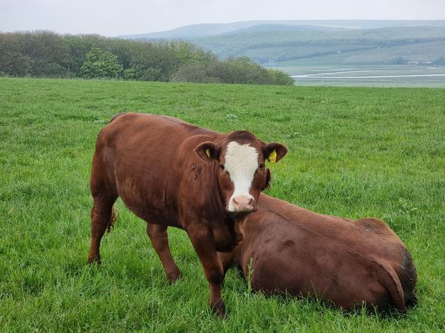 Two brown cattle resting in a vibrant green field with hills in the background.