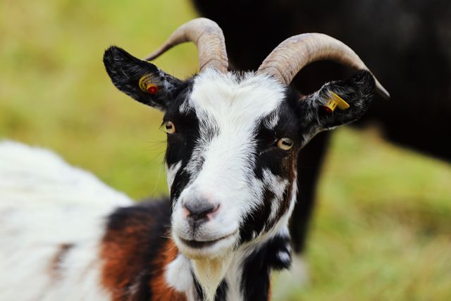 A detailed close-up of a goat with horns and ear tags in a grassy meadow.