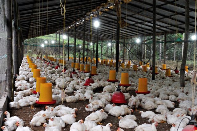 Indoor view of a large chicken farm in Ecuador, showcasing feeding stations and poultry in a spacious barn.